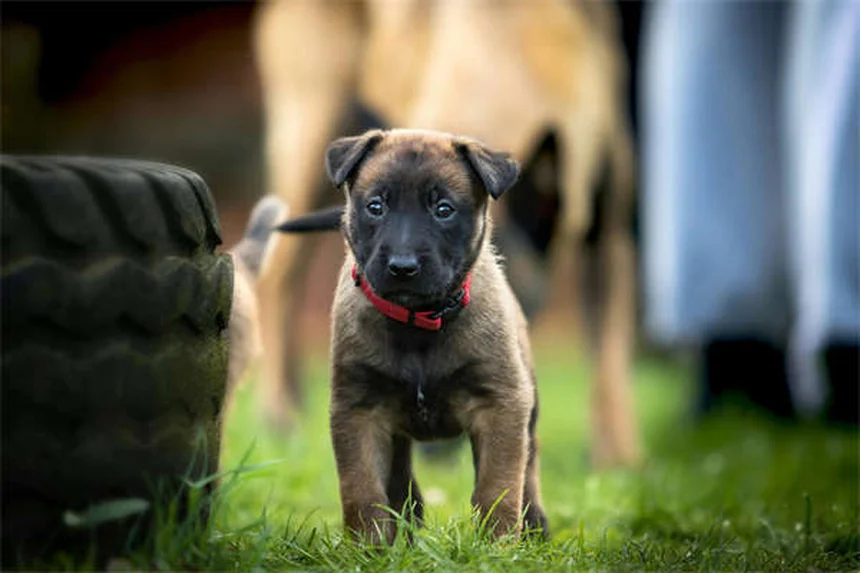犬に安全な花と観葉植物5選！お家で安心して飾るコツ