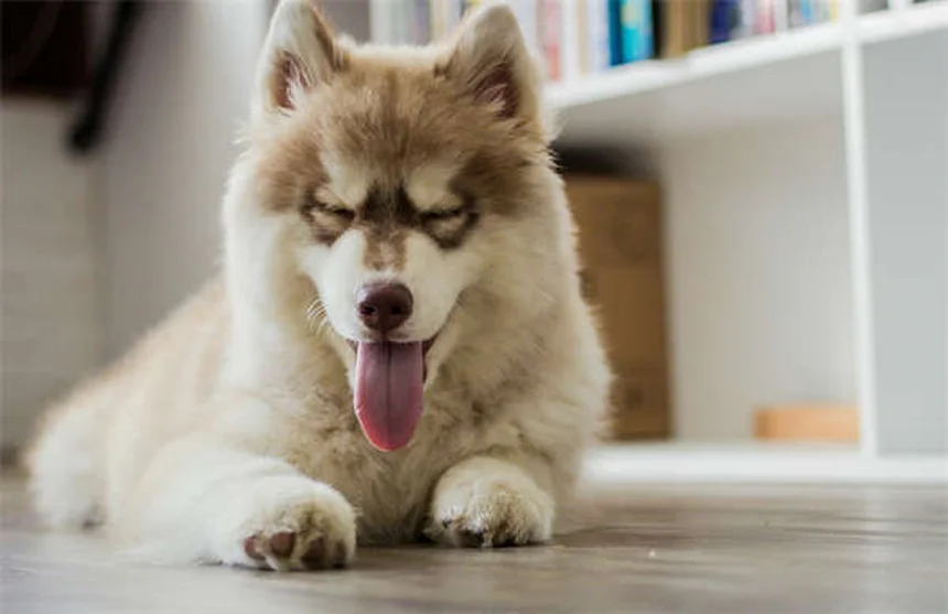 犬のベナドリル®完全ガイド：用量・副作用・代替薬まで獣医師が解説