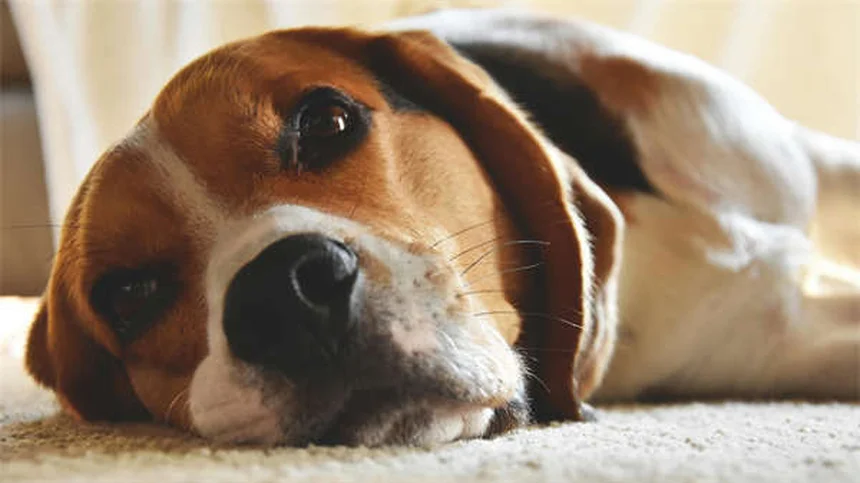 人気のうさぎの品種5選：飼いやすさで選ぶならどれ？