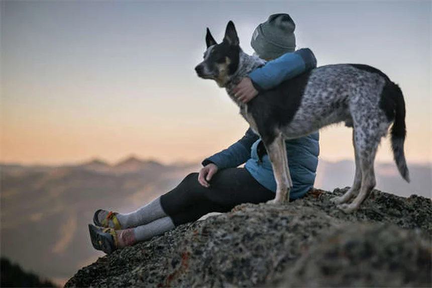 夏の家族訪問を成功させる犬のしつけとコマンド5選