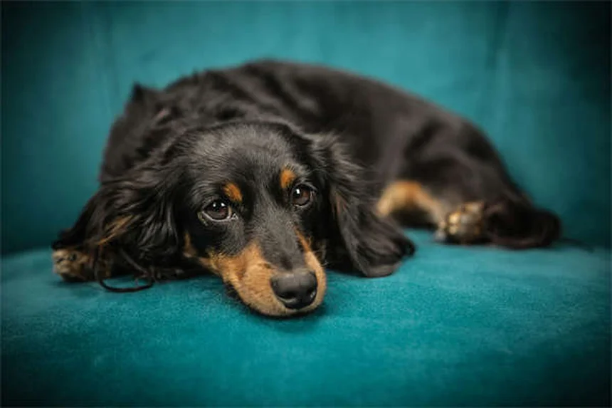 犬のズーミー原因は？安全な対処法を5つ紹介