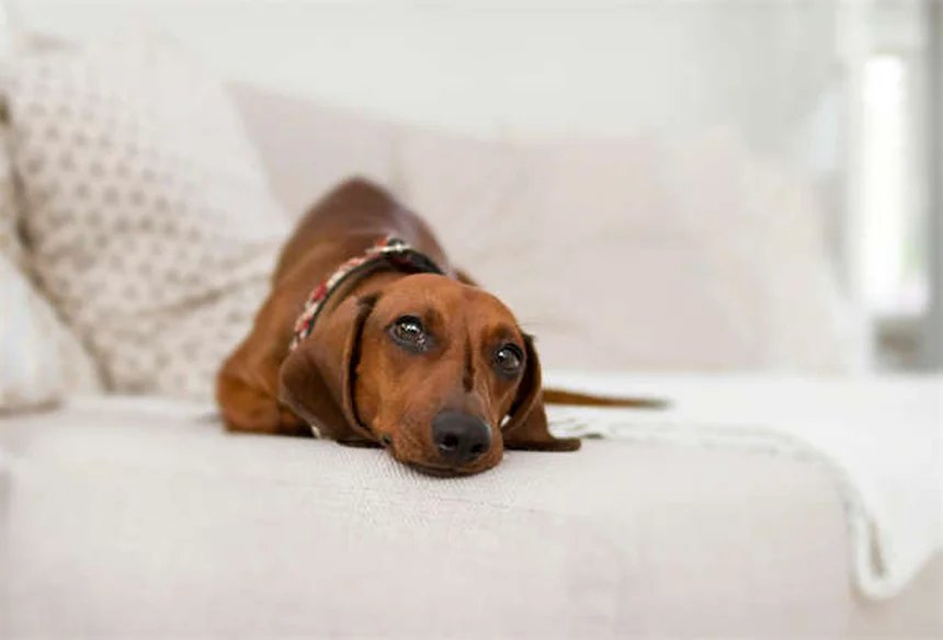 犬の歯茎が白い理由とすぐに動物病院へ行くべき症状