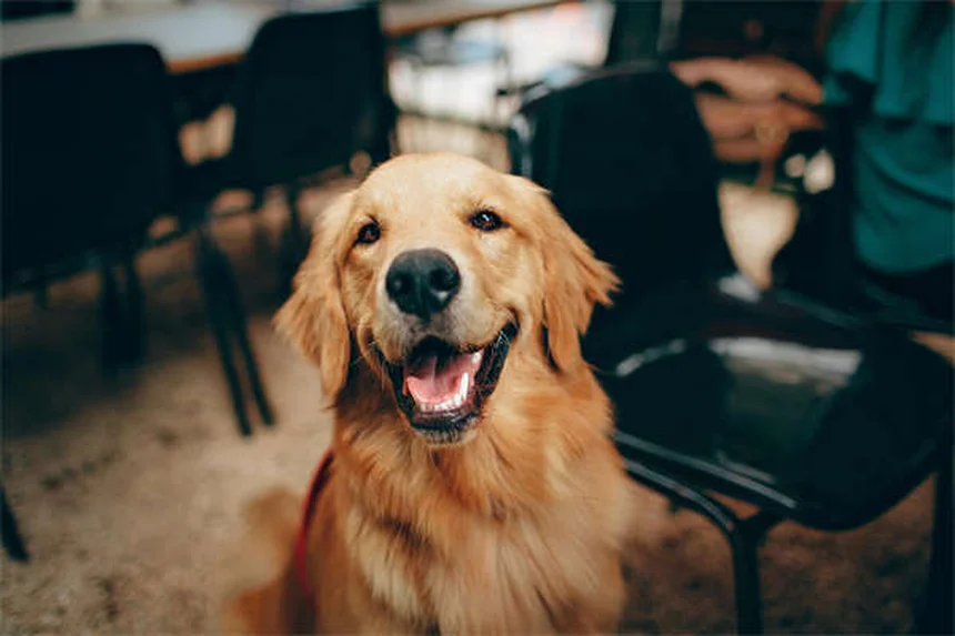 アイルランドの犬種8選！幸運を呼ぶ人気の魅力を解説
