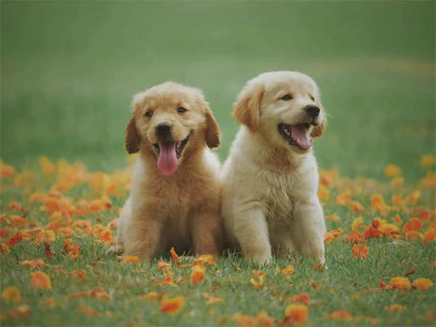 去勢すると犬の行動はどう変わる？実際のデータと変化を徹底解説