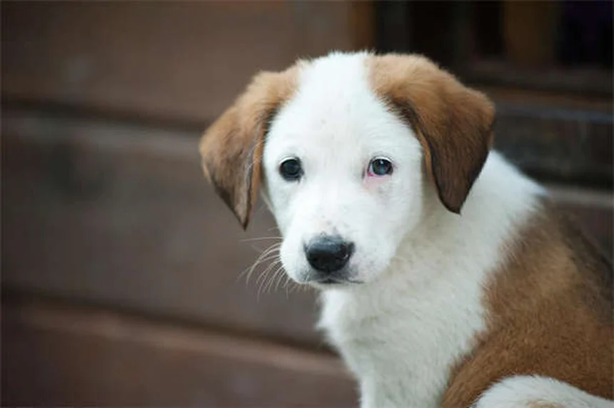 子犬の下痢、すぐに病院？その判断基準と正しい対処法