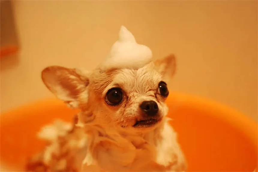 犬のソタロール：効果・副作用・正しい使い方まとめ