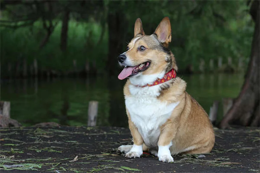 健康な犬種19選｜長生きしやすい犬の特徴と飼い主ができること