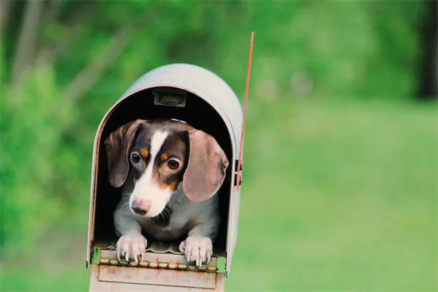 健康な犬種19選｜長生きしやすい犬の特徴と飼い主ができること