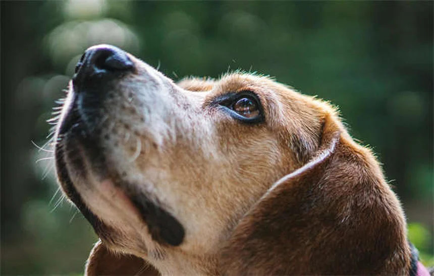 怖がり犬が変わる！恐怖の原因と自信をつける3つのステップ