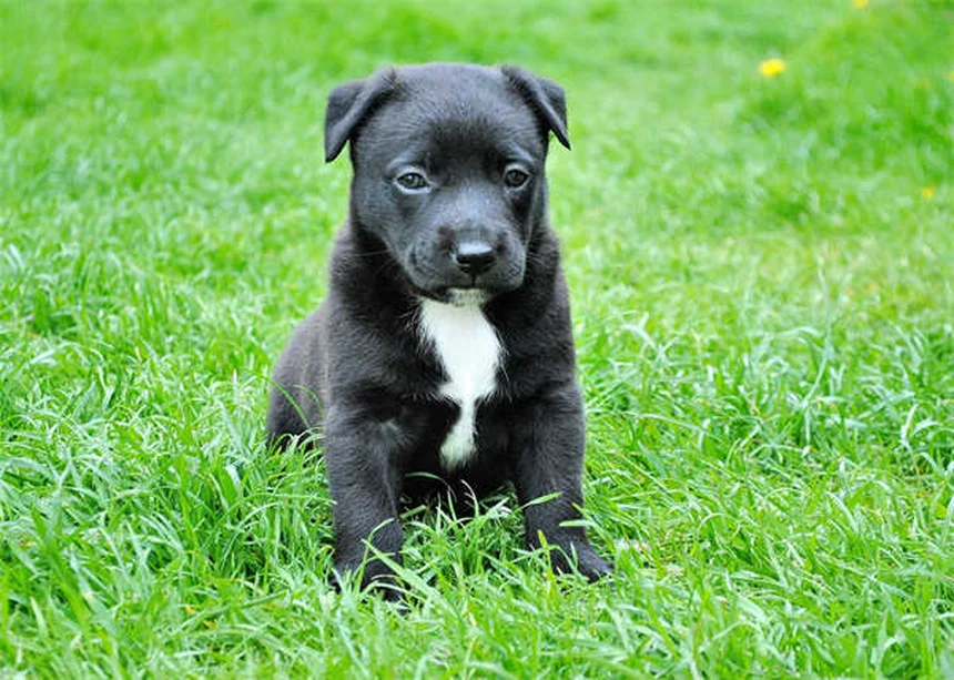 怖がり犬が変わる！恐怖の原因と自信をつける3つのステップ