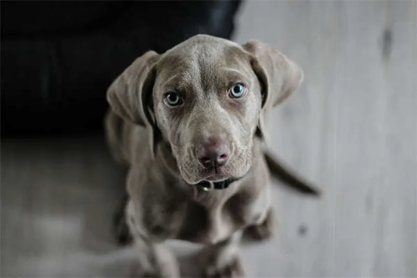 怖がり犬が変わる！恐怖の原因と自信をつける3つのステップ