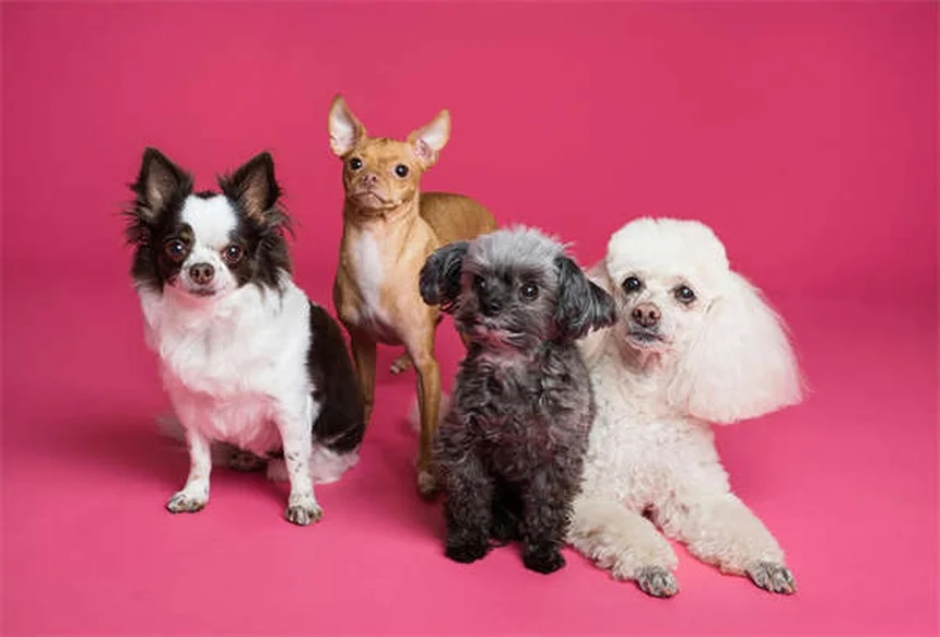 怖がり犬が変わる！恐怖の原因と自信をつける3つのステップ