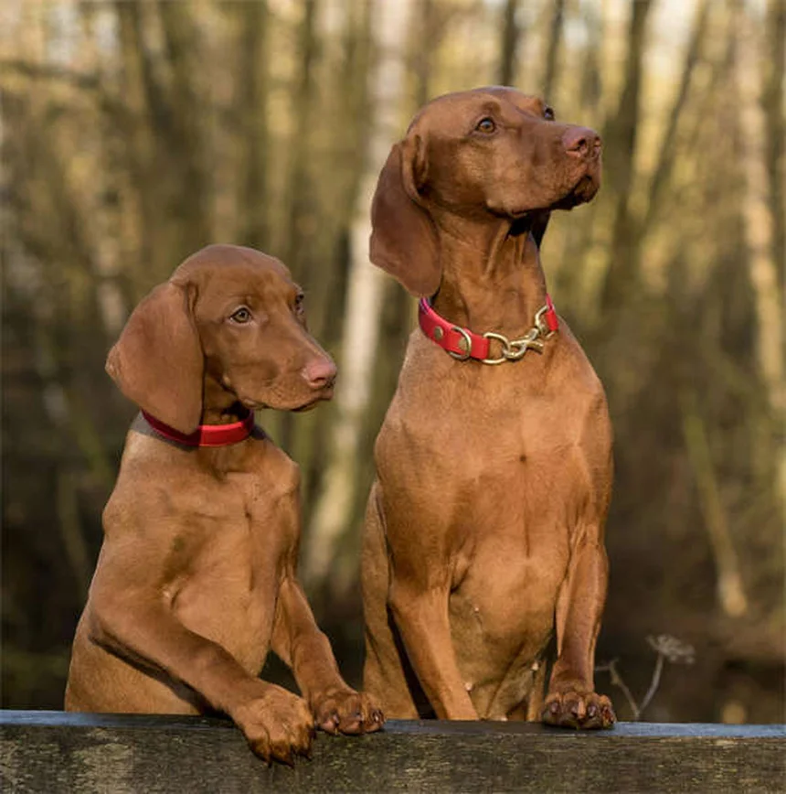 犬が足を上げておしっこする理由：研究と体験からわかる真実