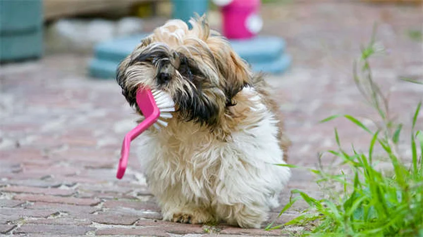 犬が足を上げておしっこする理由：研究と体験からわかる真実