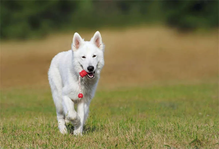 希少犬種20選！特徴や飼い方・注意点を徹底解説
