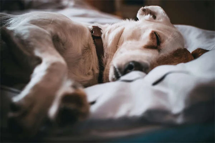 希少犬種20選！特徴や飼い方・注意点を徹底解説