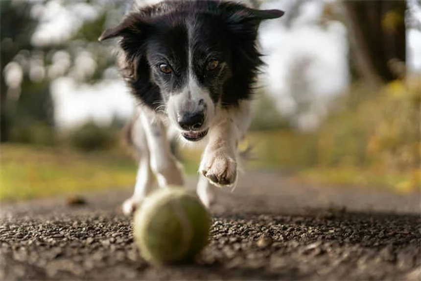希少犬種20選！特徴や飼い方・注意点を徹底解説