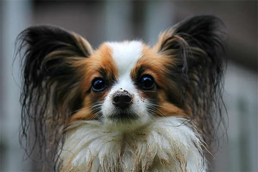犬のソタロール：効果・副作用・正しい使い方まとめ