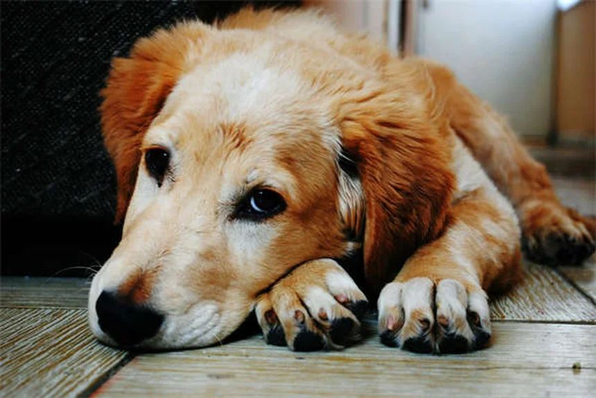 犬のソタロール：効果・副作用・正しい使い方まとめ