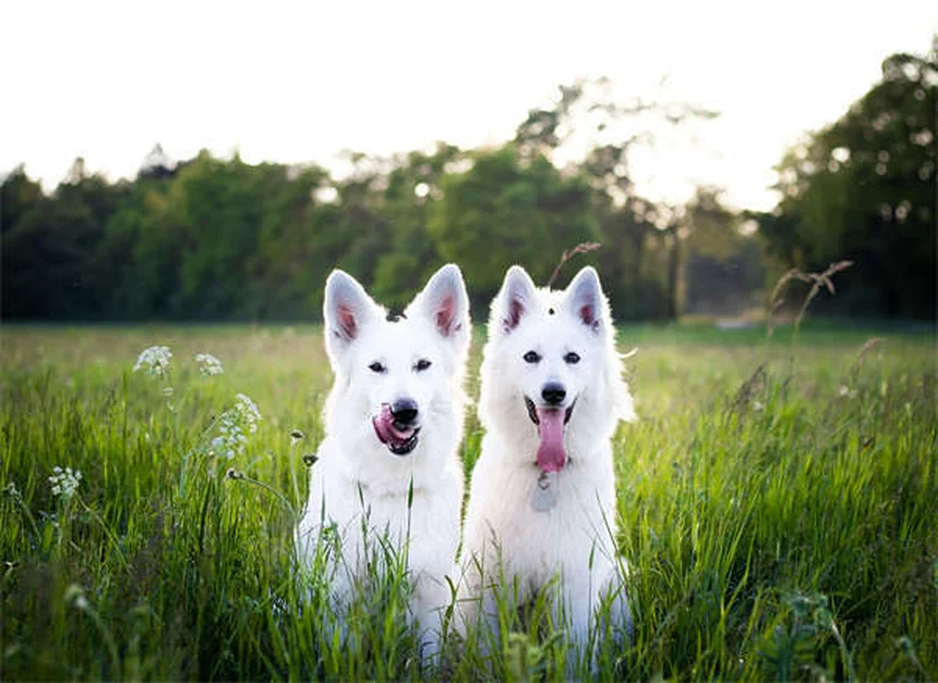 あなたの犬はシャイ？飼い主ができる7つのこと