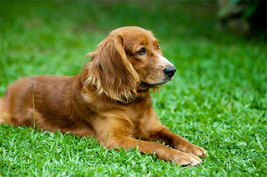 子犬の思春期（6〜12ヶ月）のしつけと健康管理のコツ