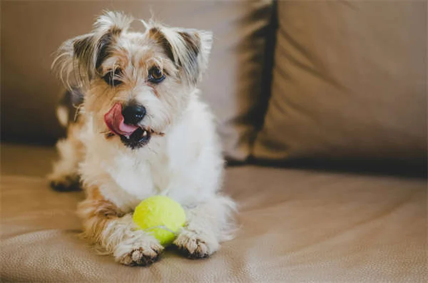 犬の腹水の原因と症状、治療法を獣医師が解説