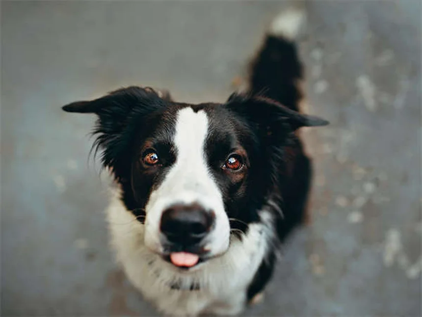 犬の腹水の原因と症状、治療法を獣医師が解説