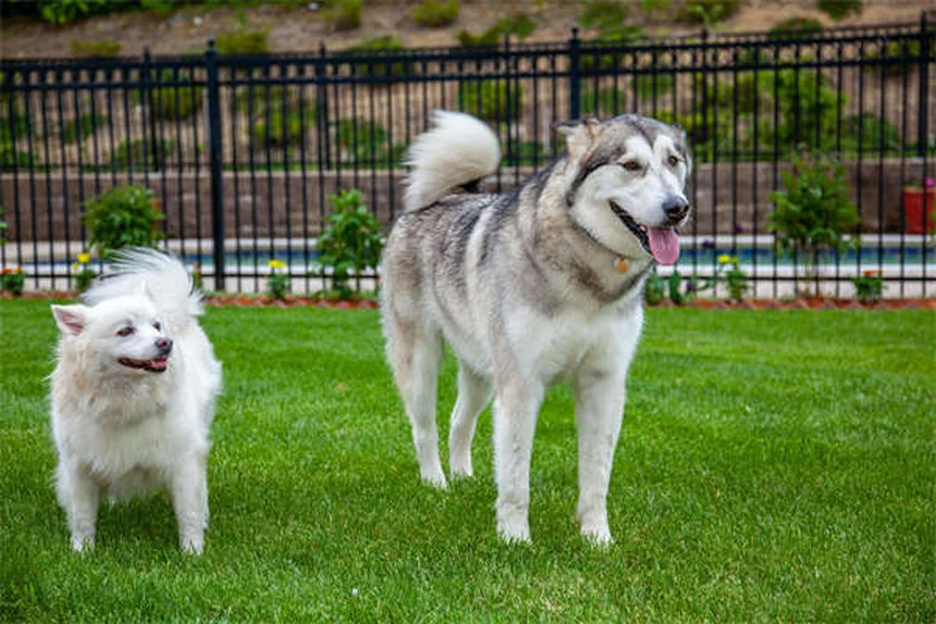 Vapor Wake犬とは？自爆テロを防ぐ最強の探知犬
