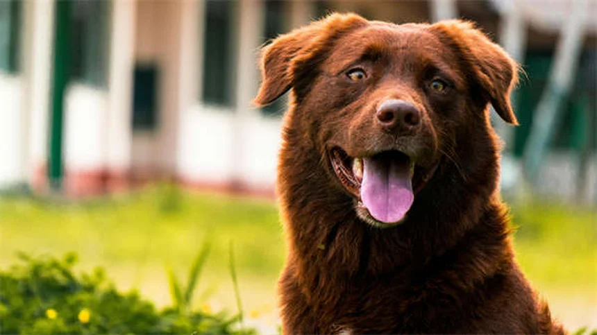 【獣医師監修】愛犬の体重測定 自宅で簡単にできる正しい頻度と方法