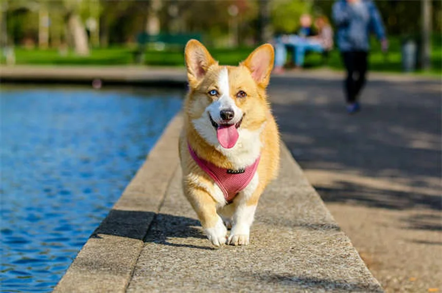 【獣医師監修】愛犬の体重測定 自宅で簡単にできる正しい頻度と方法